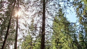 Highest Vištytis Spruce