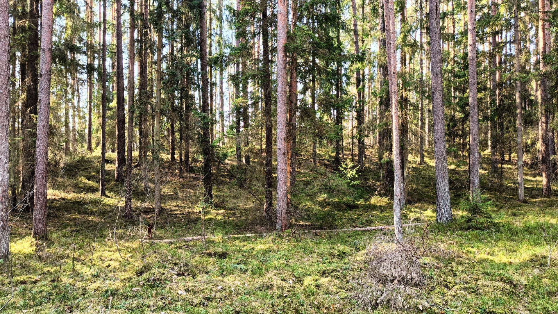 Griešiai Mound