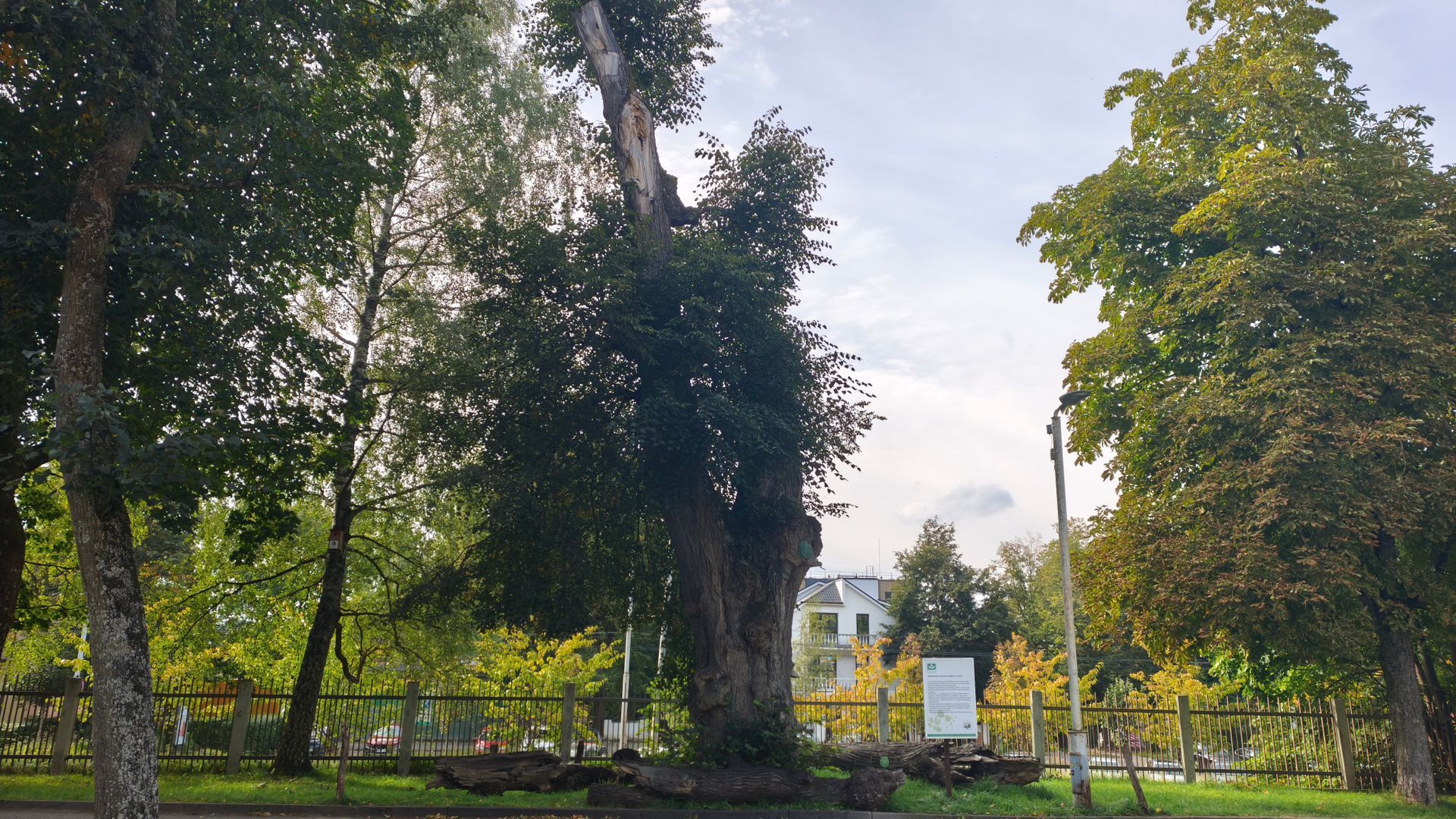 Seniausia Vilniaus liepa