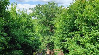 The Oak of Mikalojus Daukša