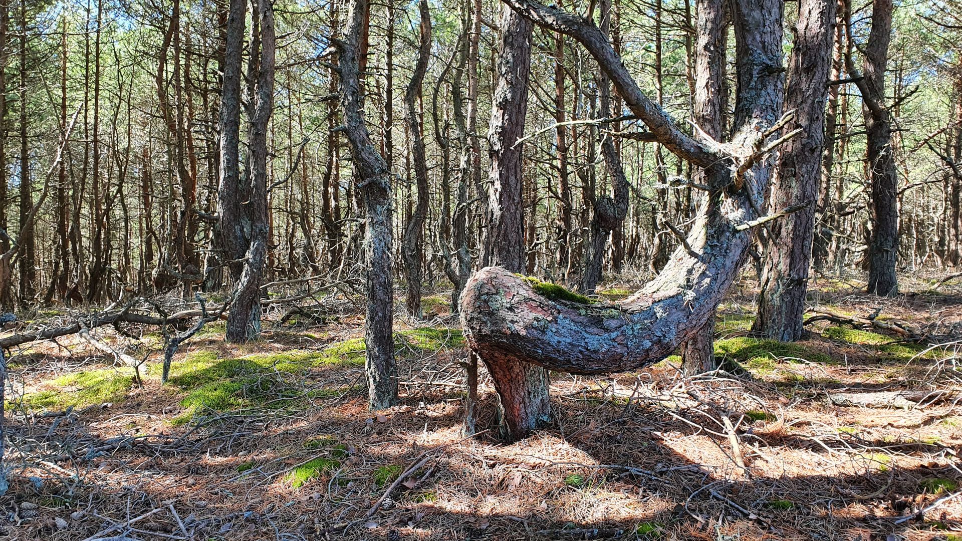 Giedružė Dune Grove of Distorted Pine Trees