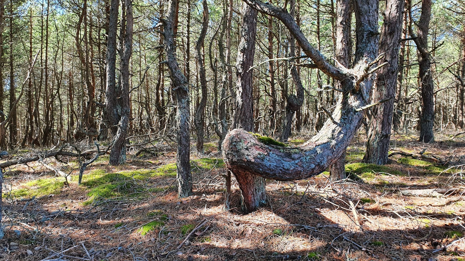 Giedružė Dune Grove of Distorted Pine Trees