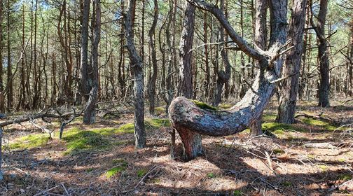 Giedružė Dune Grove of Distorted Pine Trees