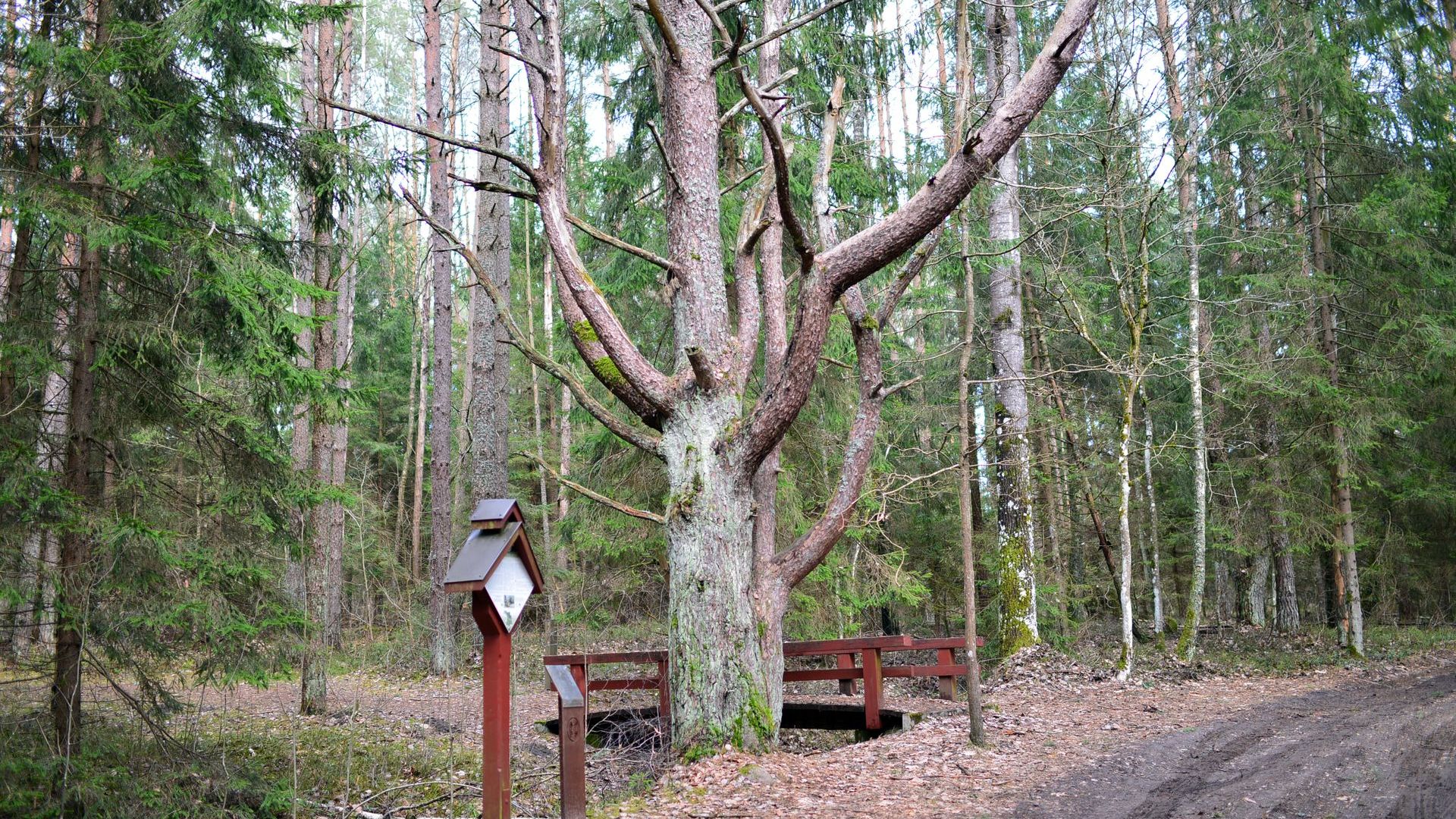 Grybiškių pušis