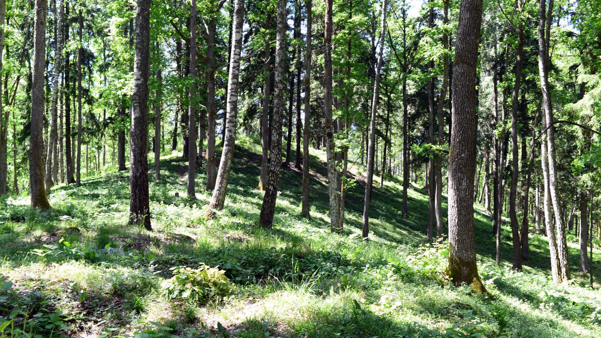 Dauginčiai Mound II