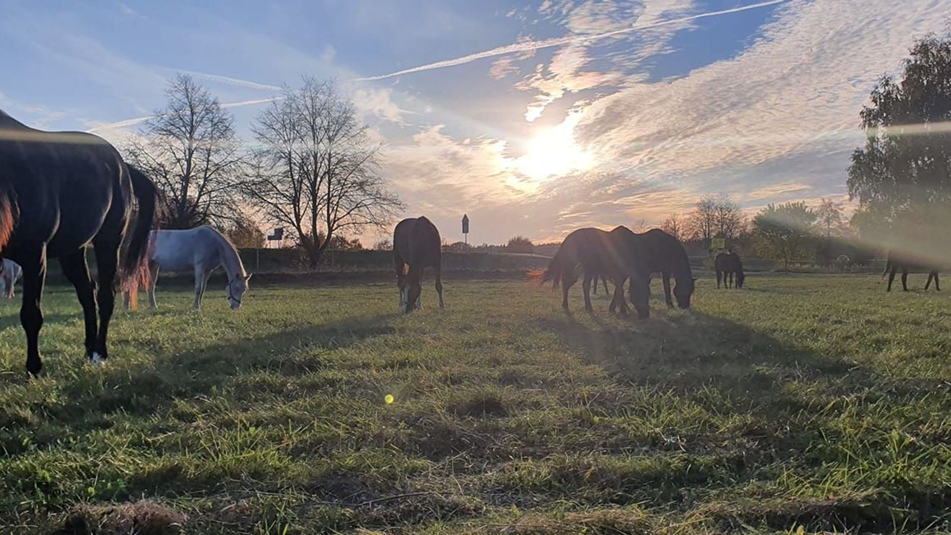 Nausodė Horses