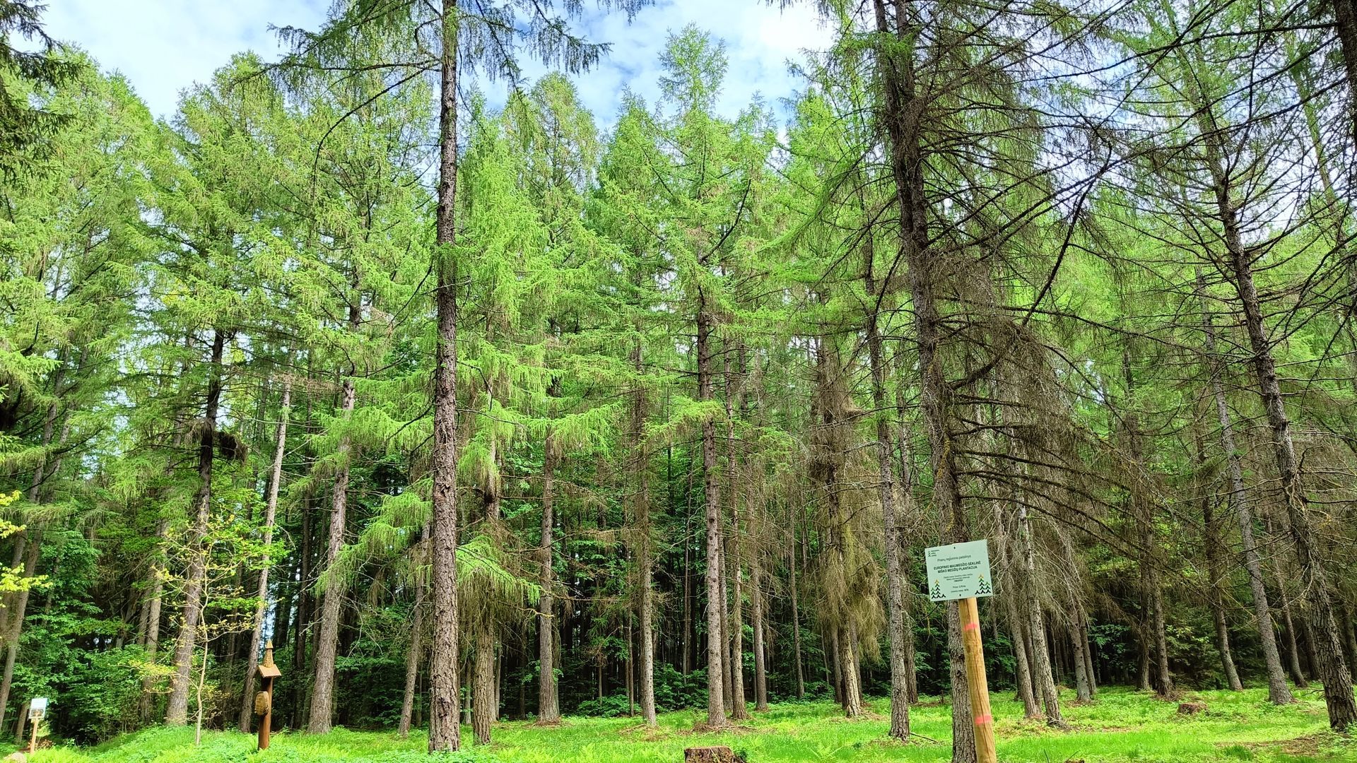 Degsnę Larchs Forest