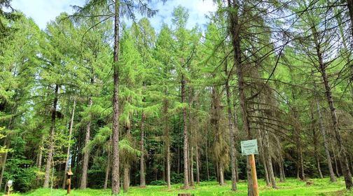 Degsnę Larchs Forest
