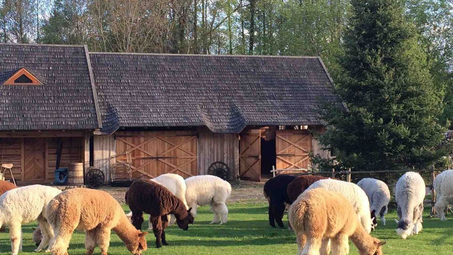 Alpaca Trakai
