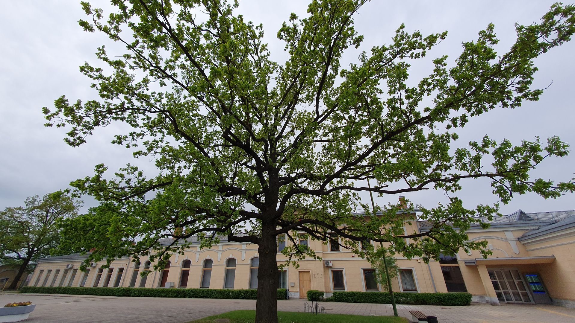 Oak of Radviliškis Railway Station