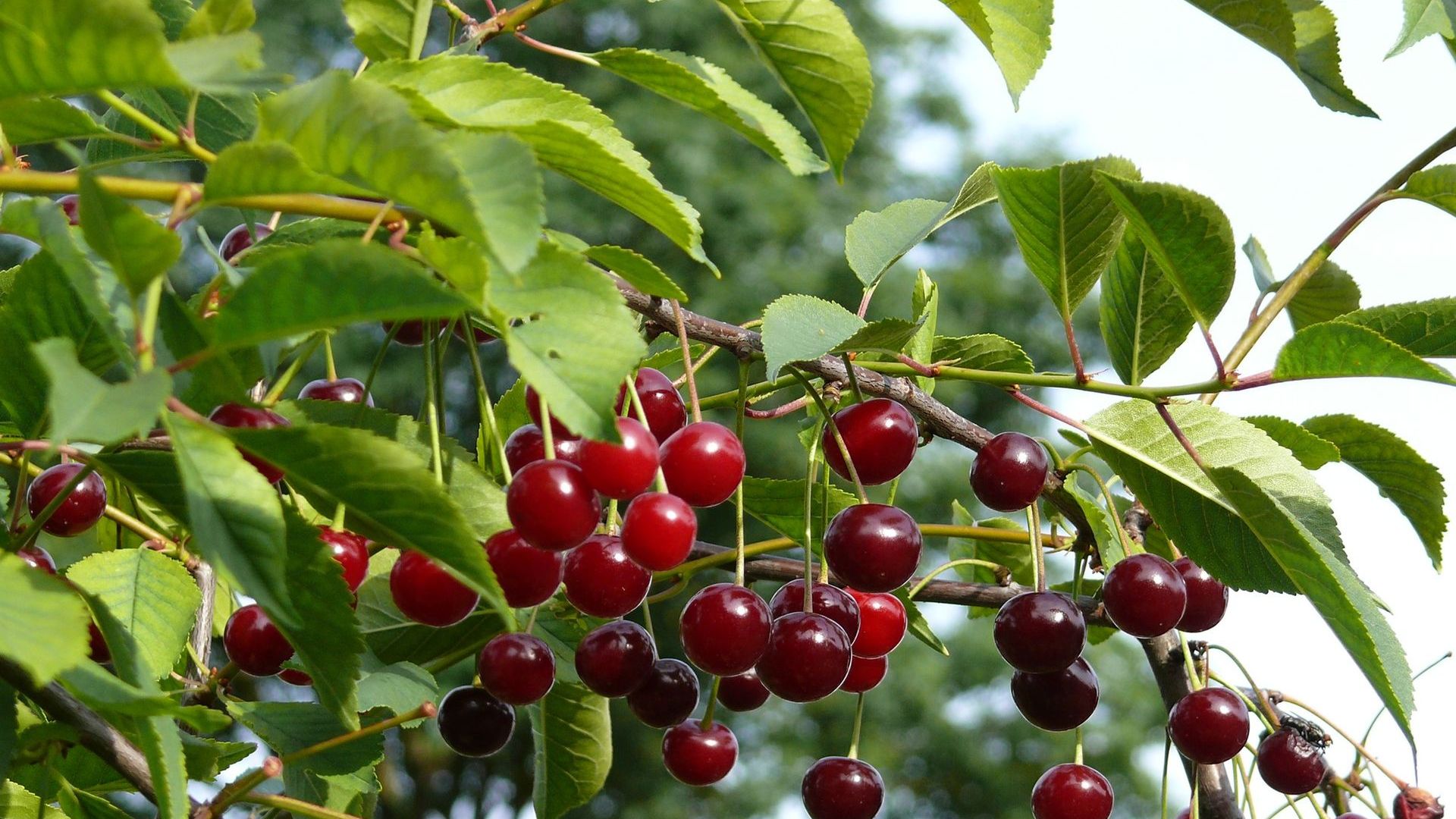 Žagarė Cherry Garden