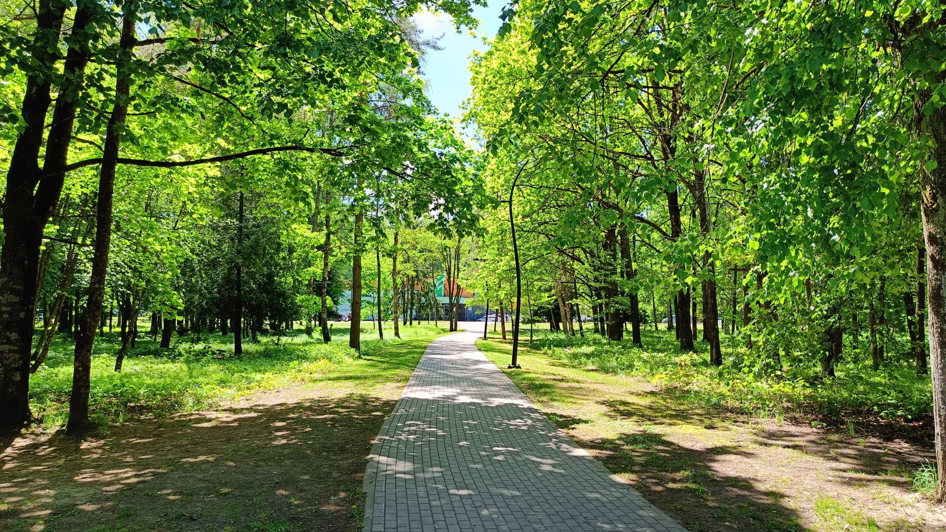 Trees Alley