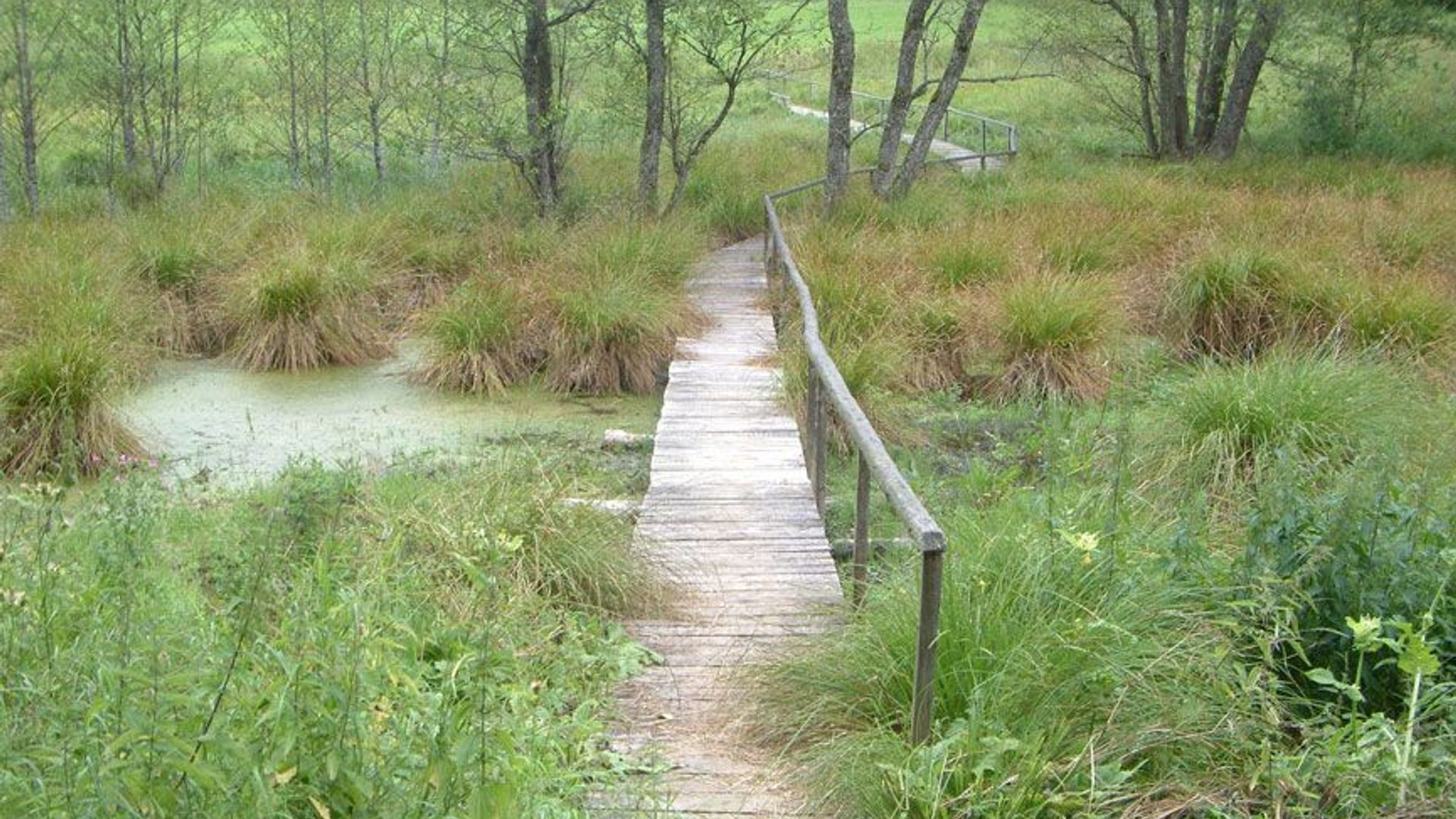 Spring of Old Lady's Garden