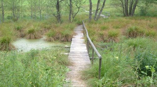 Spring of Old Lady's Garden