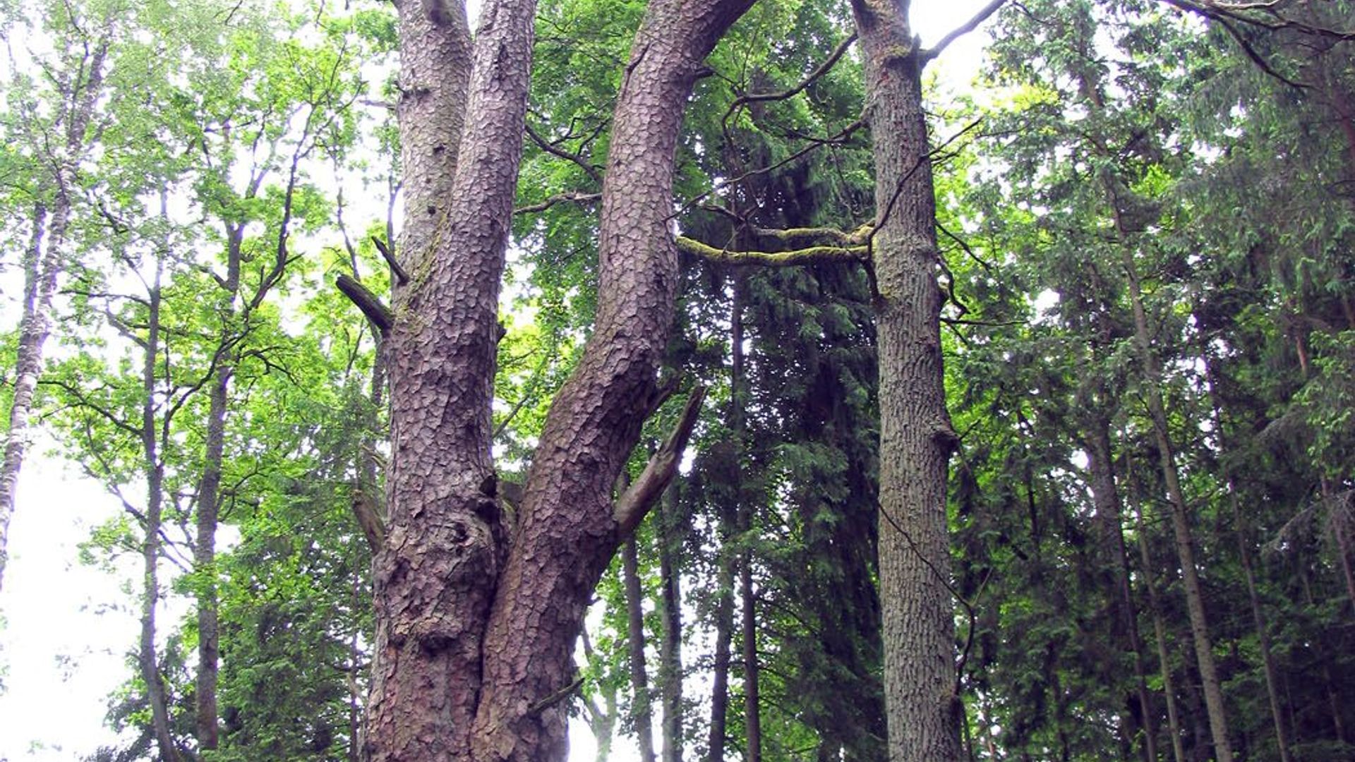 Rumšiškės Forest Pine