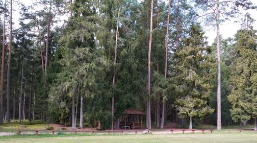 Šilalė Pine Forest