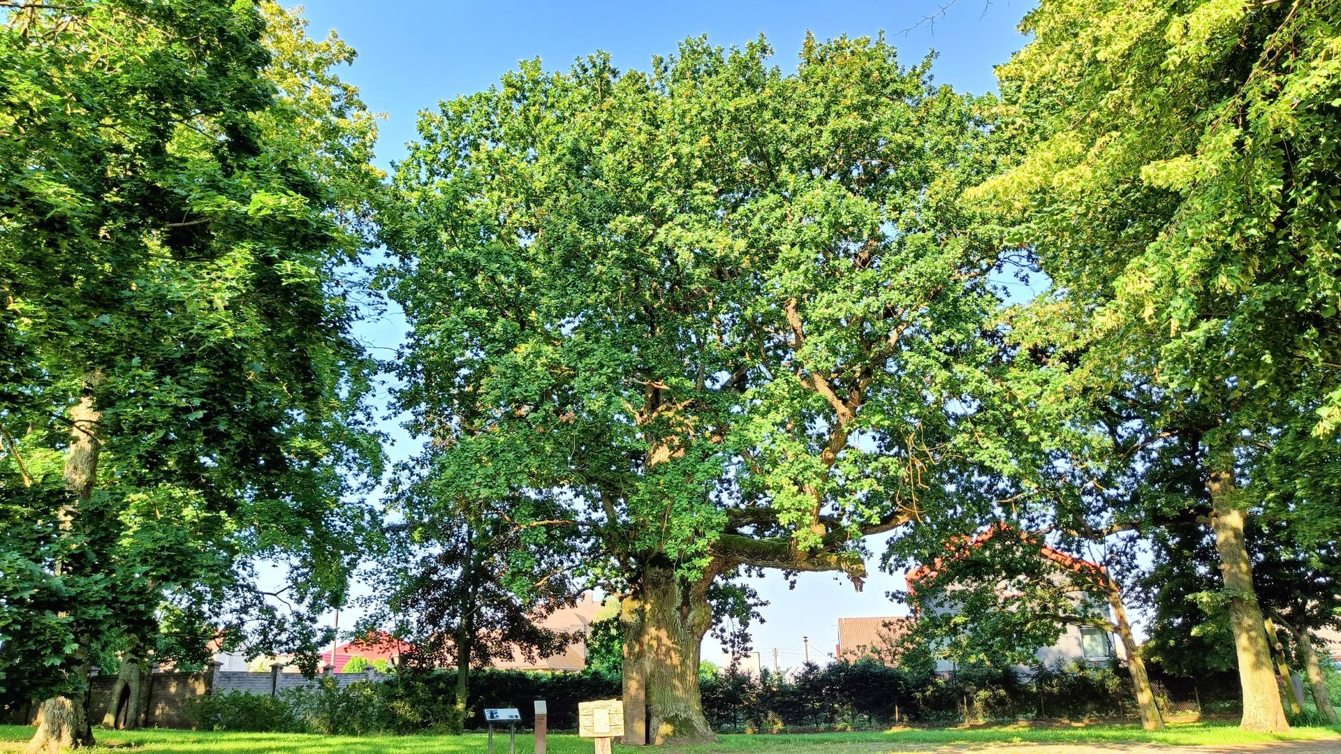 The Oak of Mikalojus Daukša