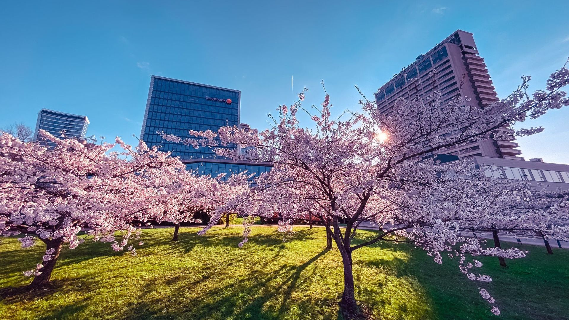 Chiune Sugihara Sakura Park