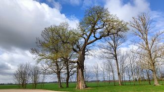 Ramanavas Oak