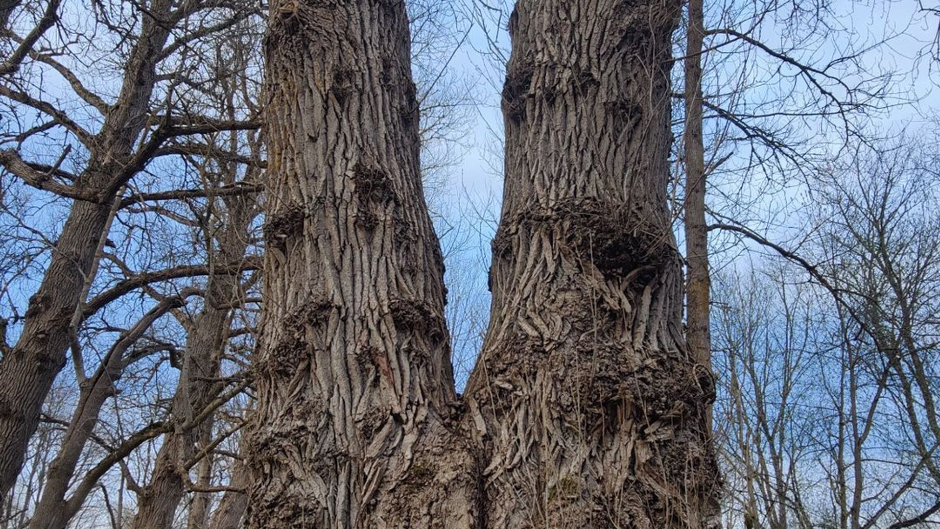 Bubiai Poplar Trees