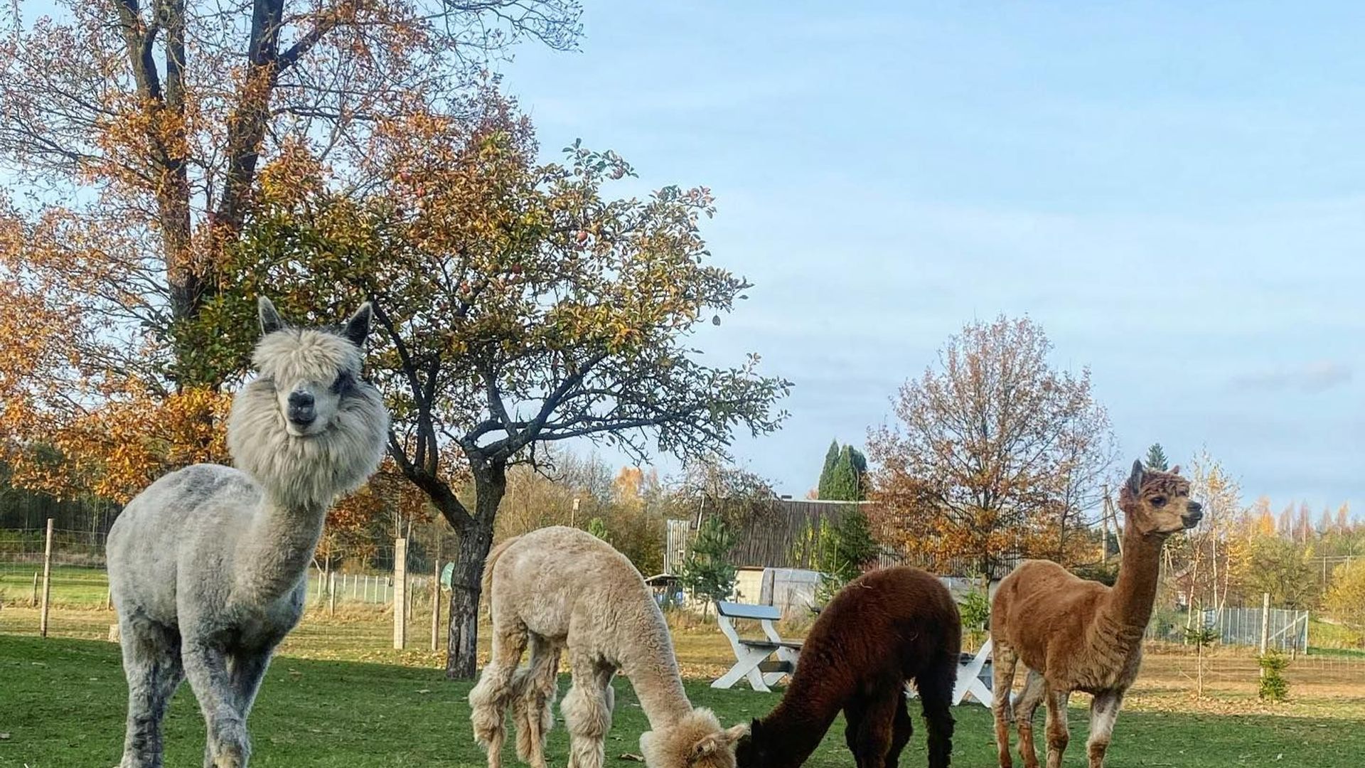 Kristianas Alpacas