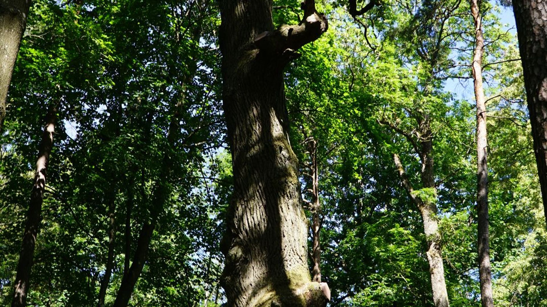 Taikos kalno ąžuolas