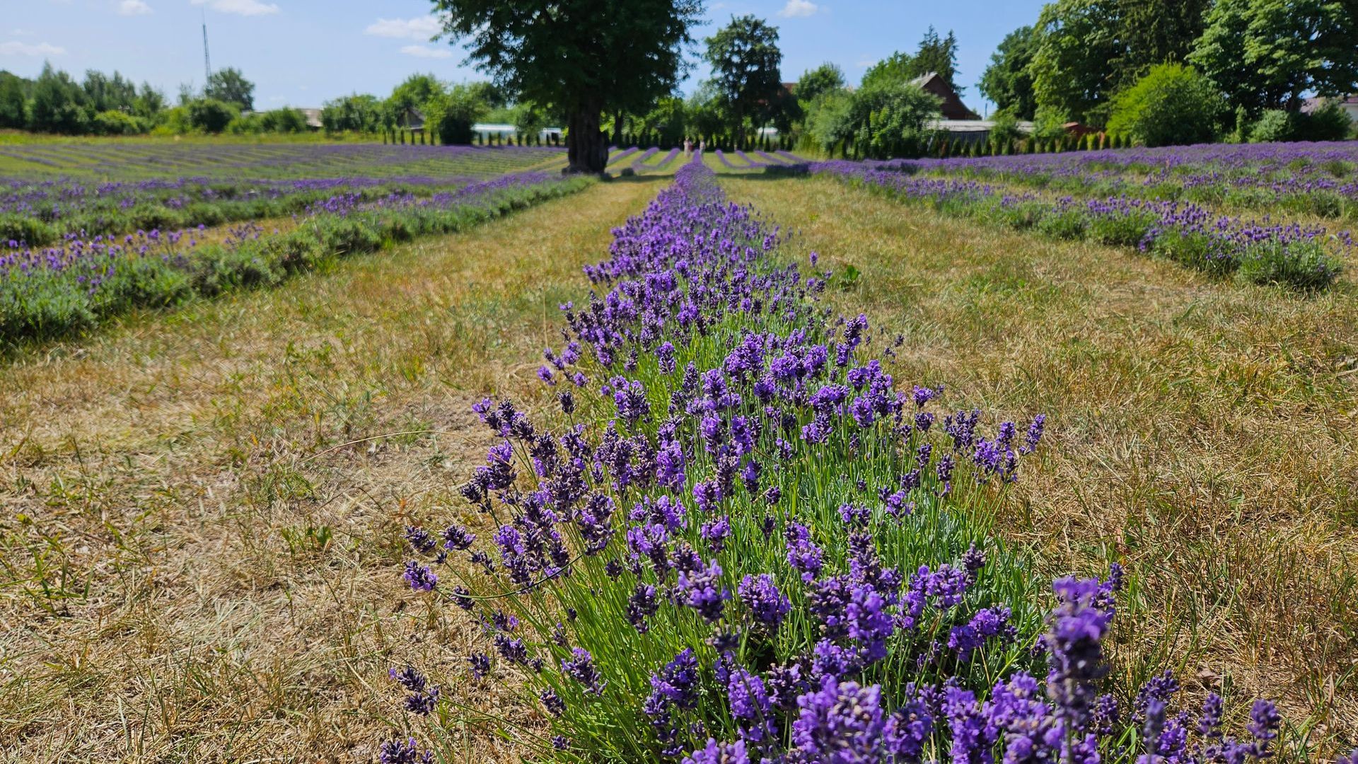 Lavender Field