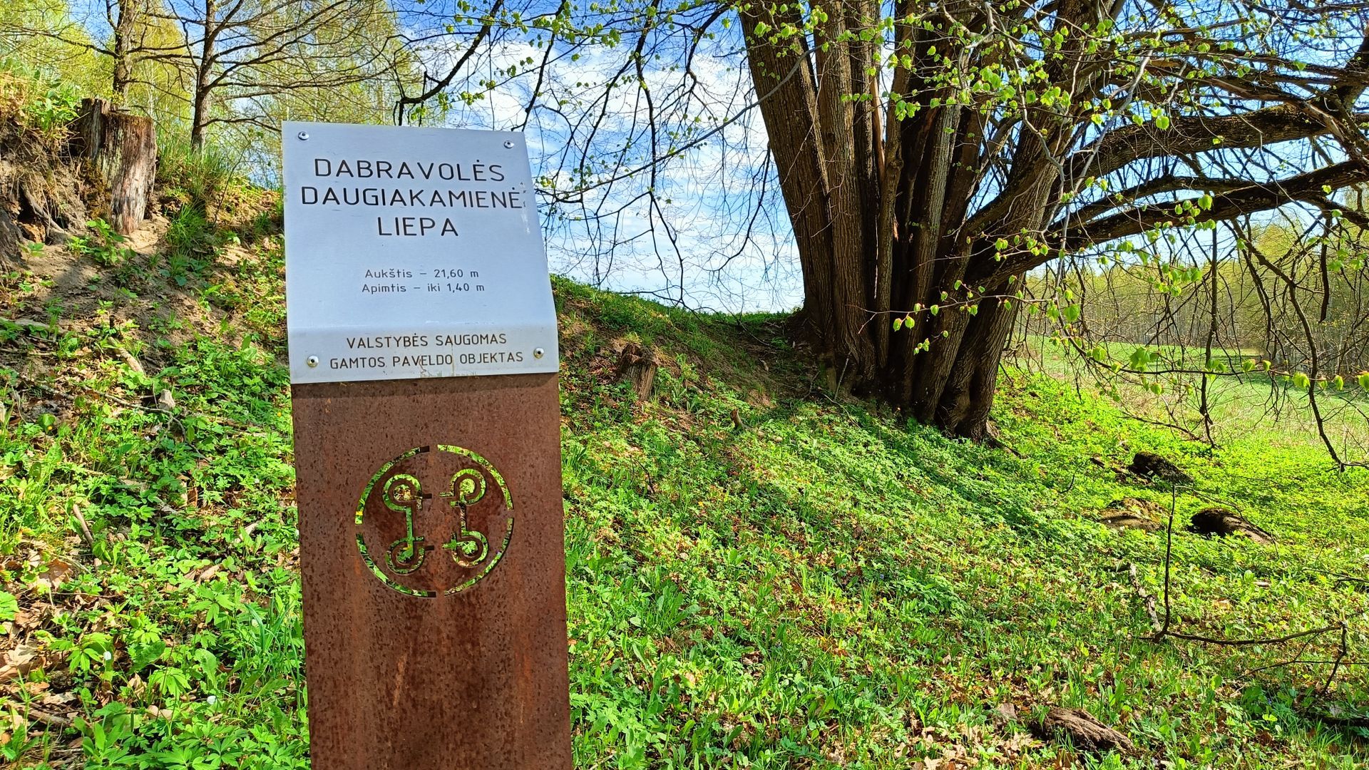 Dabravolė Multiple Trunks Linden