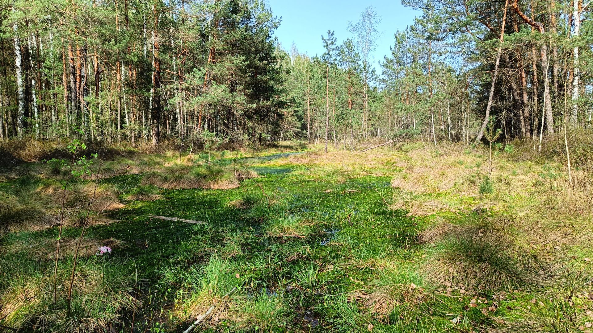 Velniabliūdžio pelkės pažintinis gamtos takas