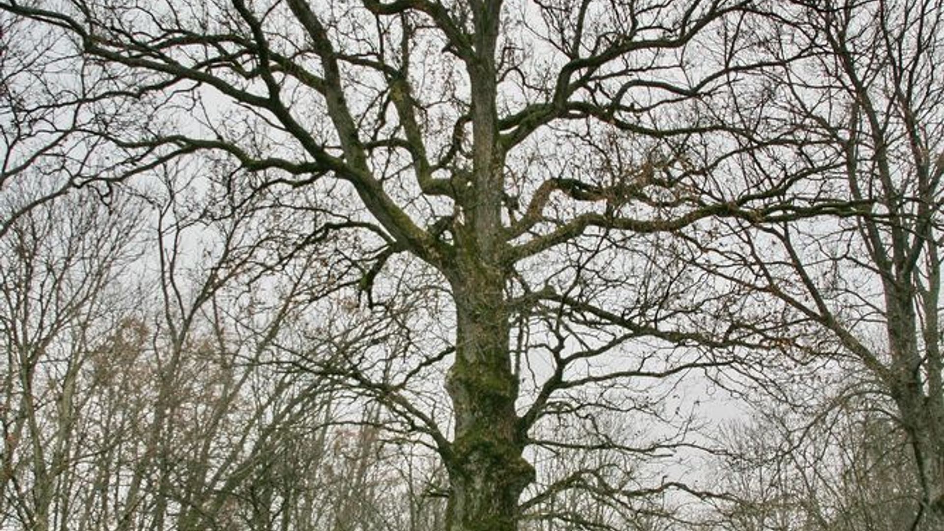 Tamošaičiai Oak