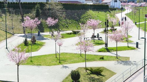 Alytaus sakurų alėja