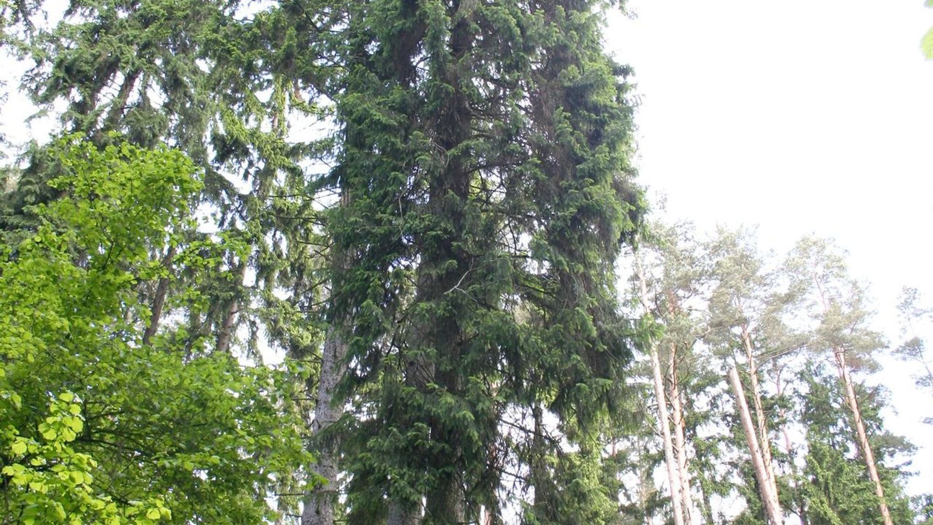 Tallest Spruce in Lithuania