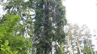 Tallest Spruce in Lithuania