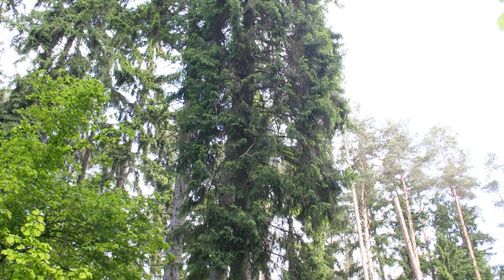 Tallest Spruce in Lithuania