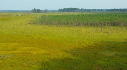 Čepkeliai swamp cognitive trail