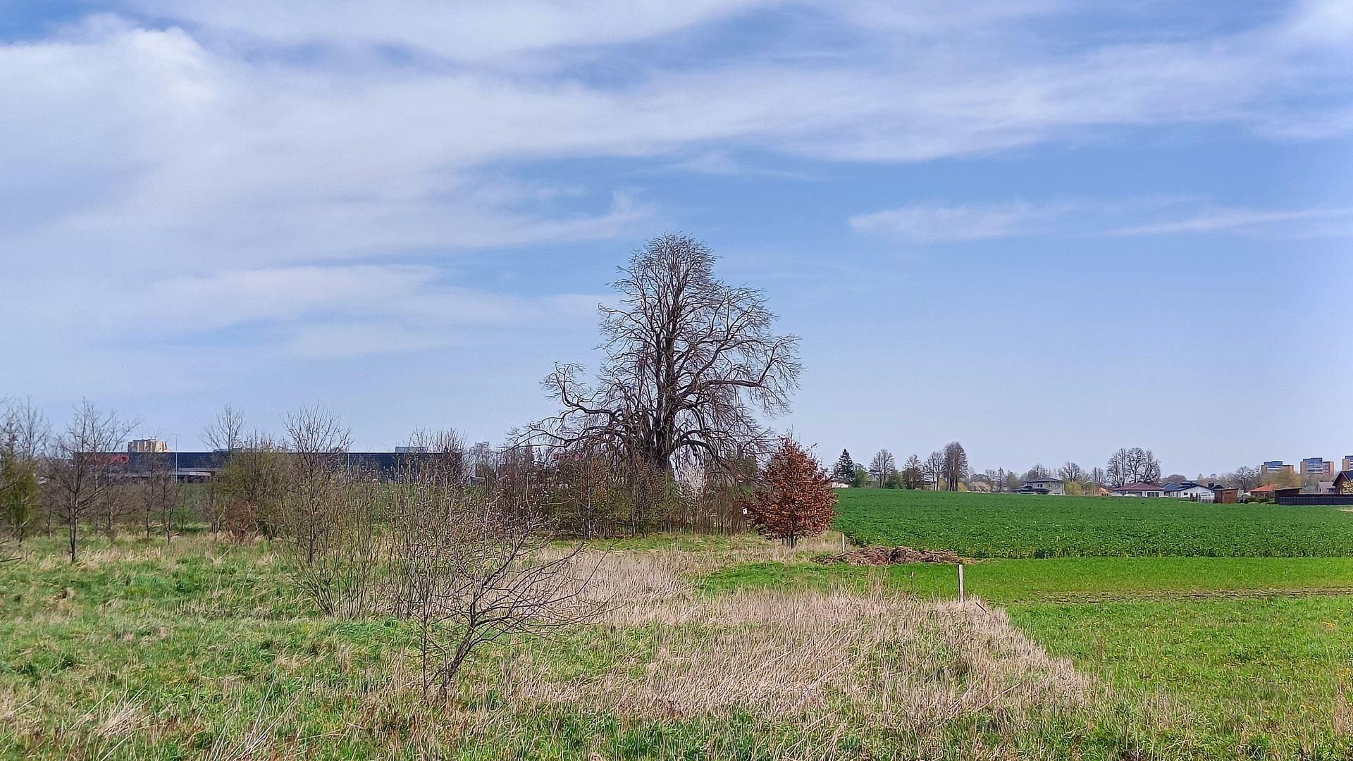 Lieporių liepa