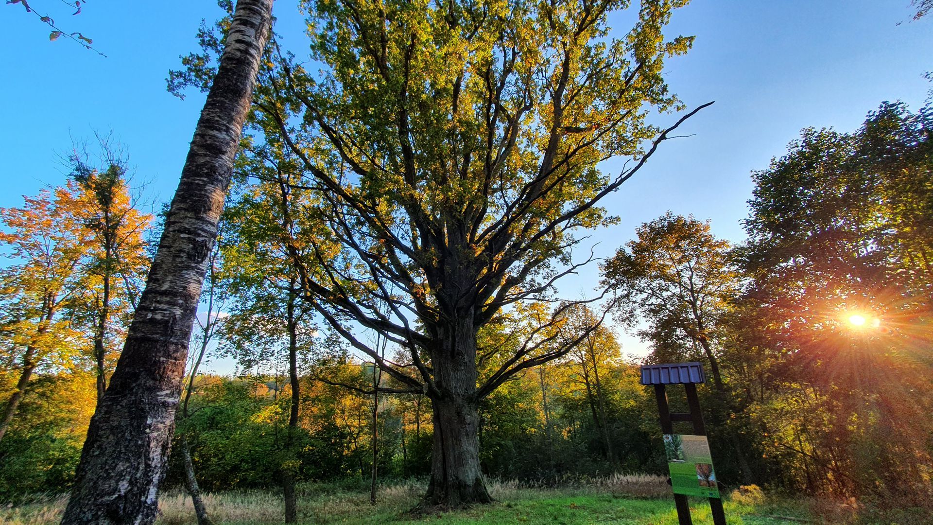 Žažumbris Oak