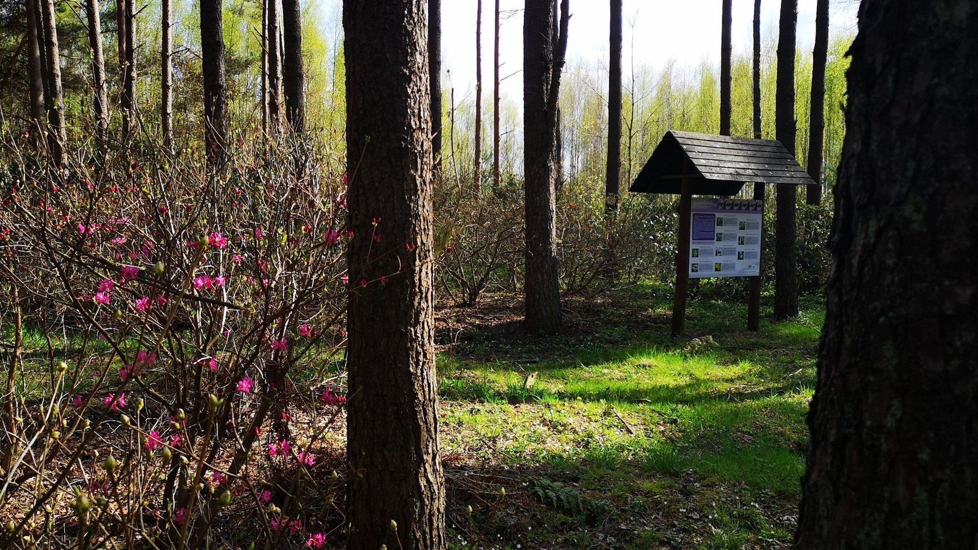 Vainagiai Rhododendrons