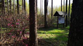 Vainagių girininkijos rododendrynas