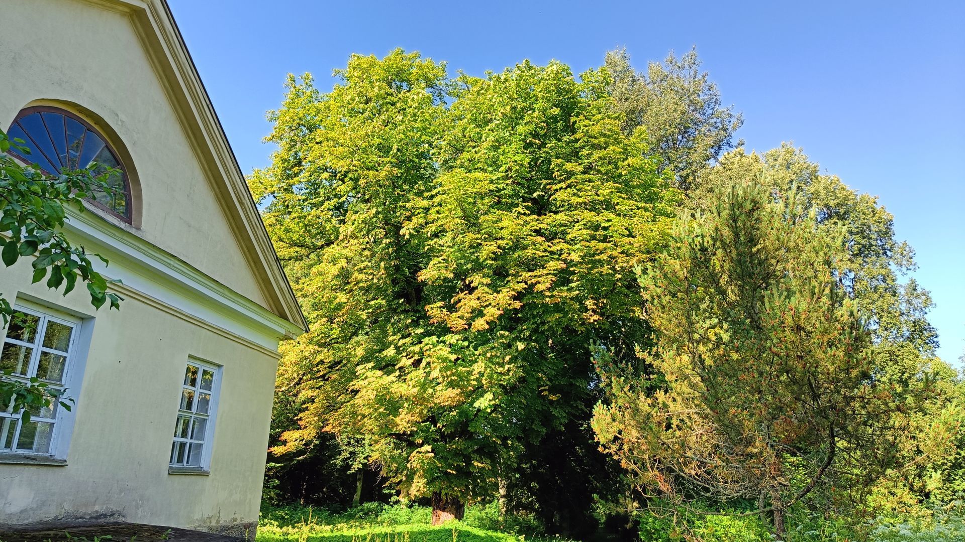Aukštadvaris Chestnut