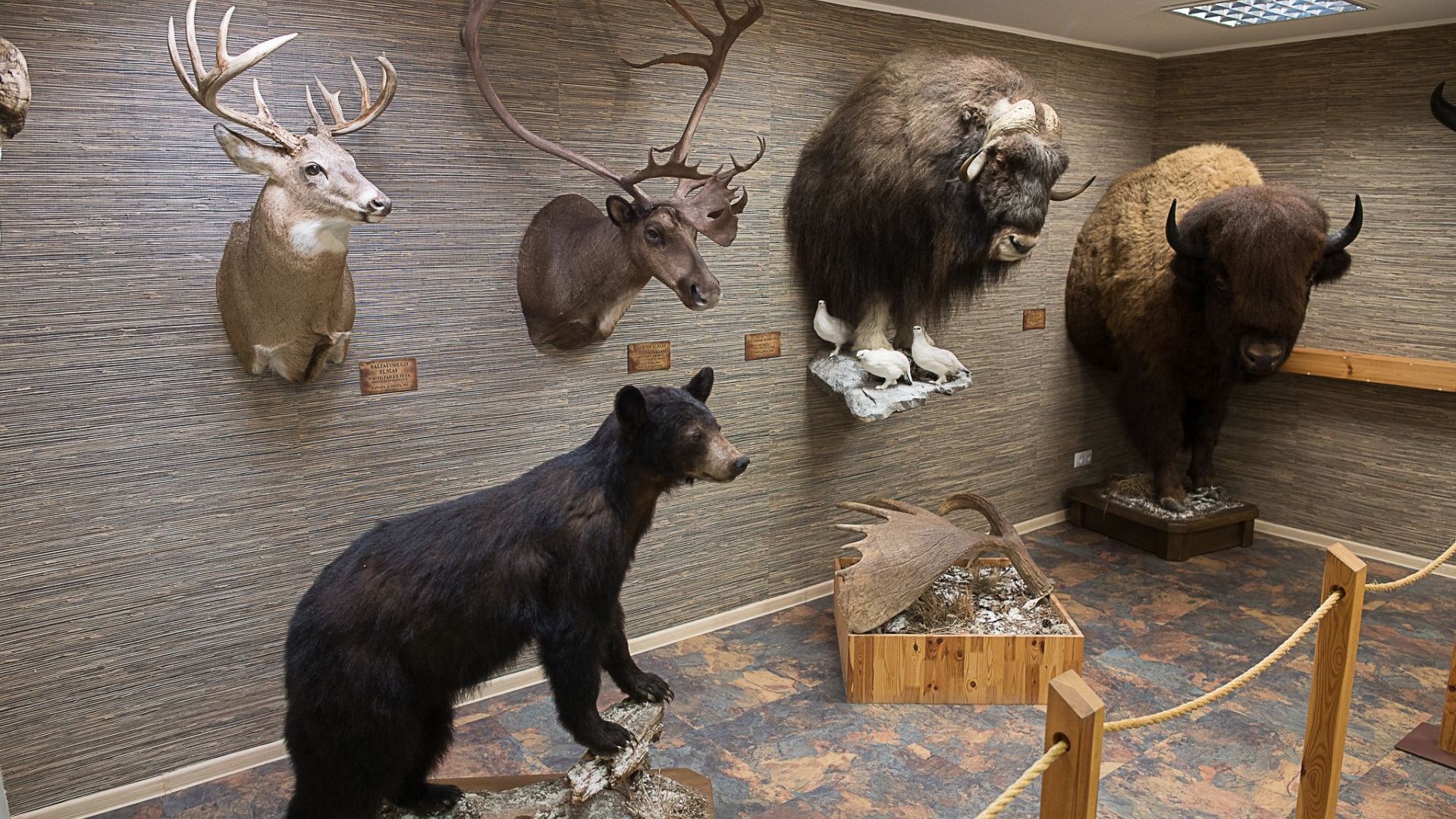 Antano Truskausko medžioklės ir gamtos muziejus
