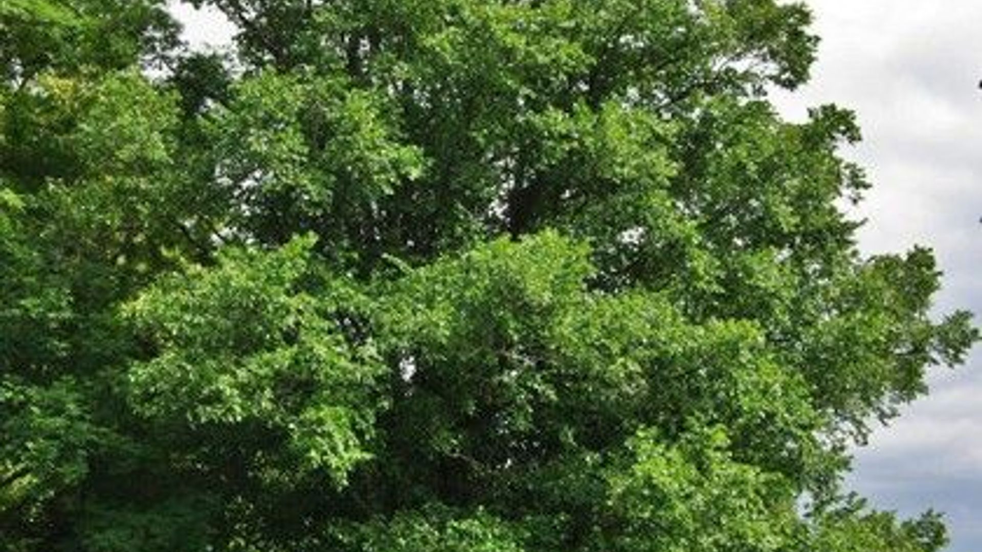 Šiliškiai Many-Trunks Elm