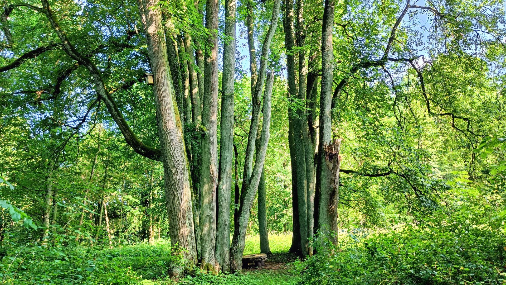 Aukštadvario liepų pavėsinė
