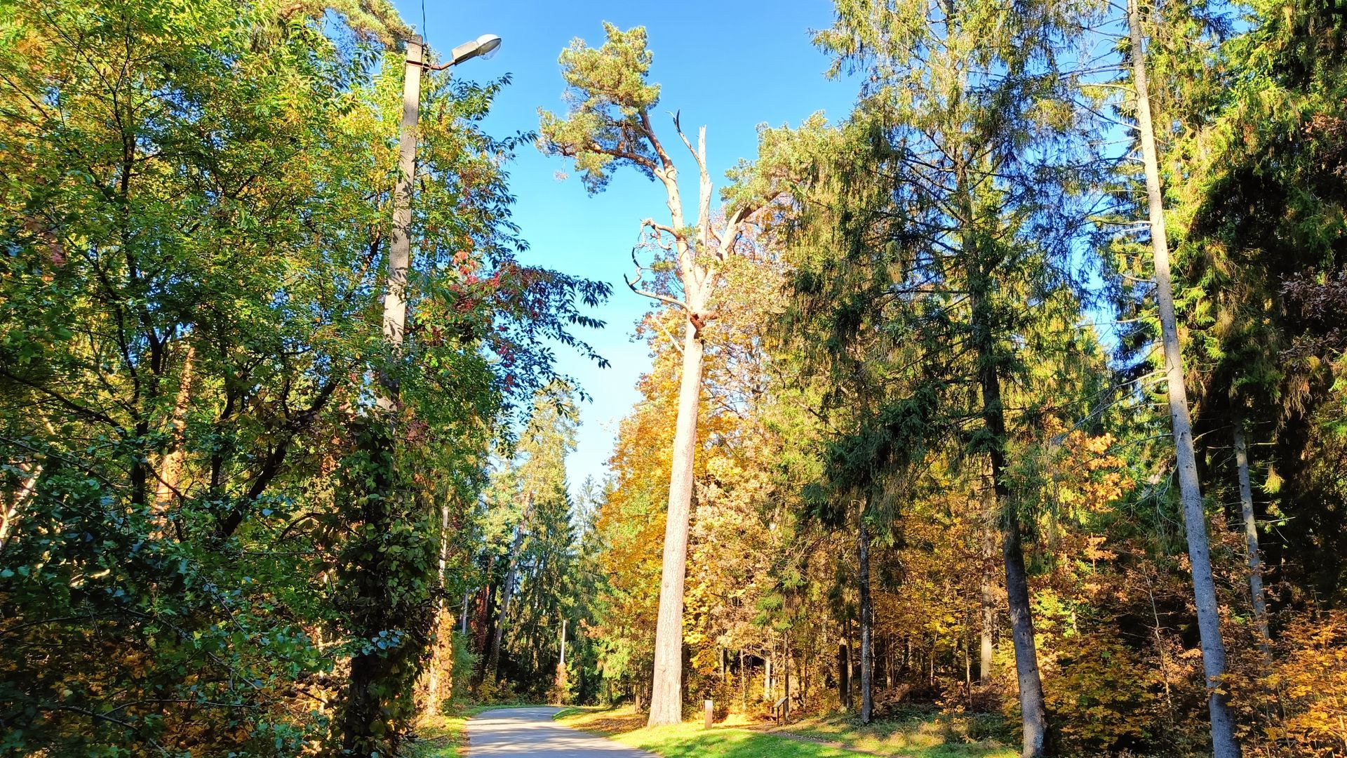 Tytuvėnai Thick Pine