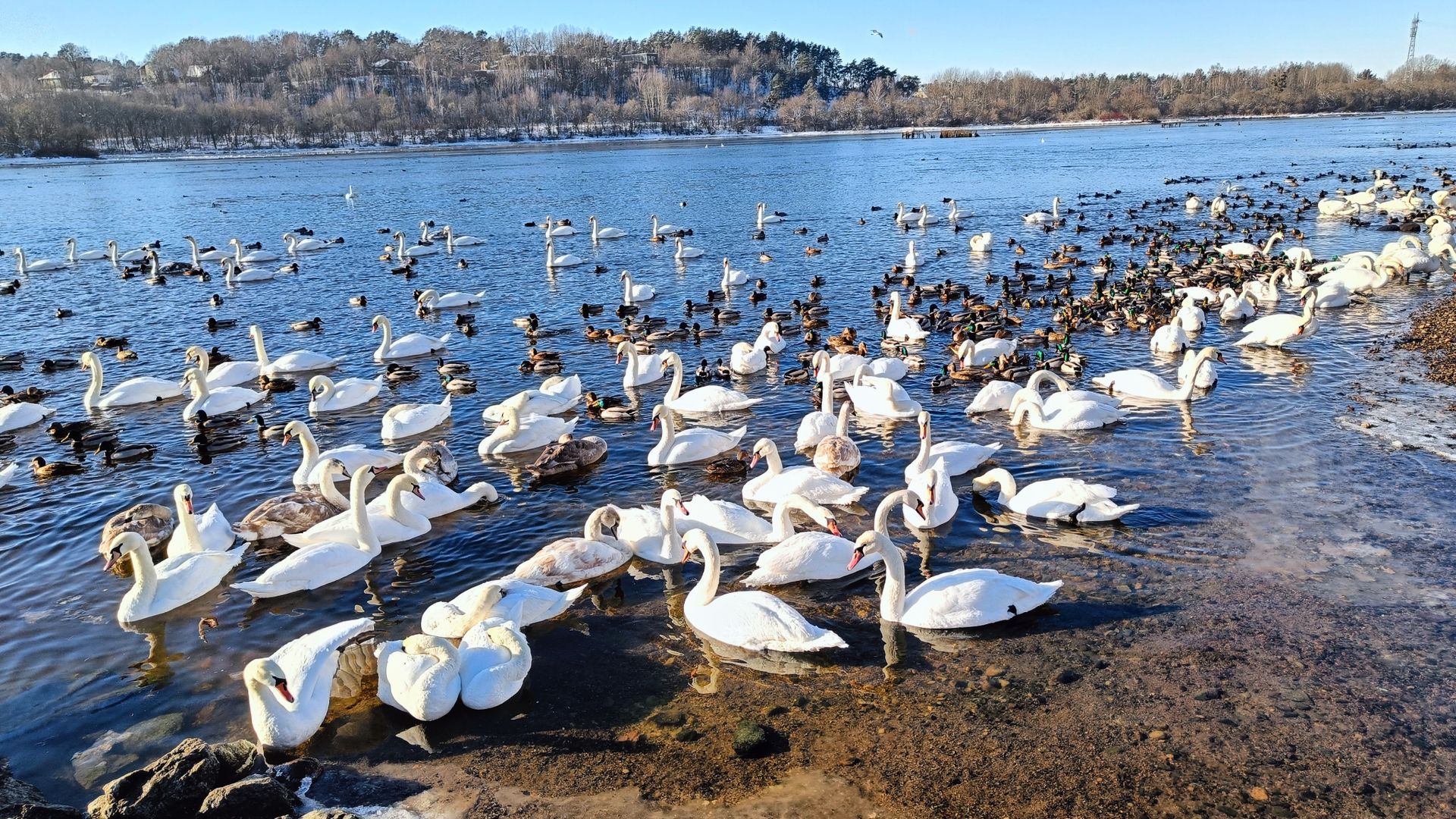Žiemojančių vandens paukščių stebėjimo vieta