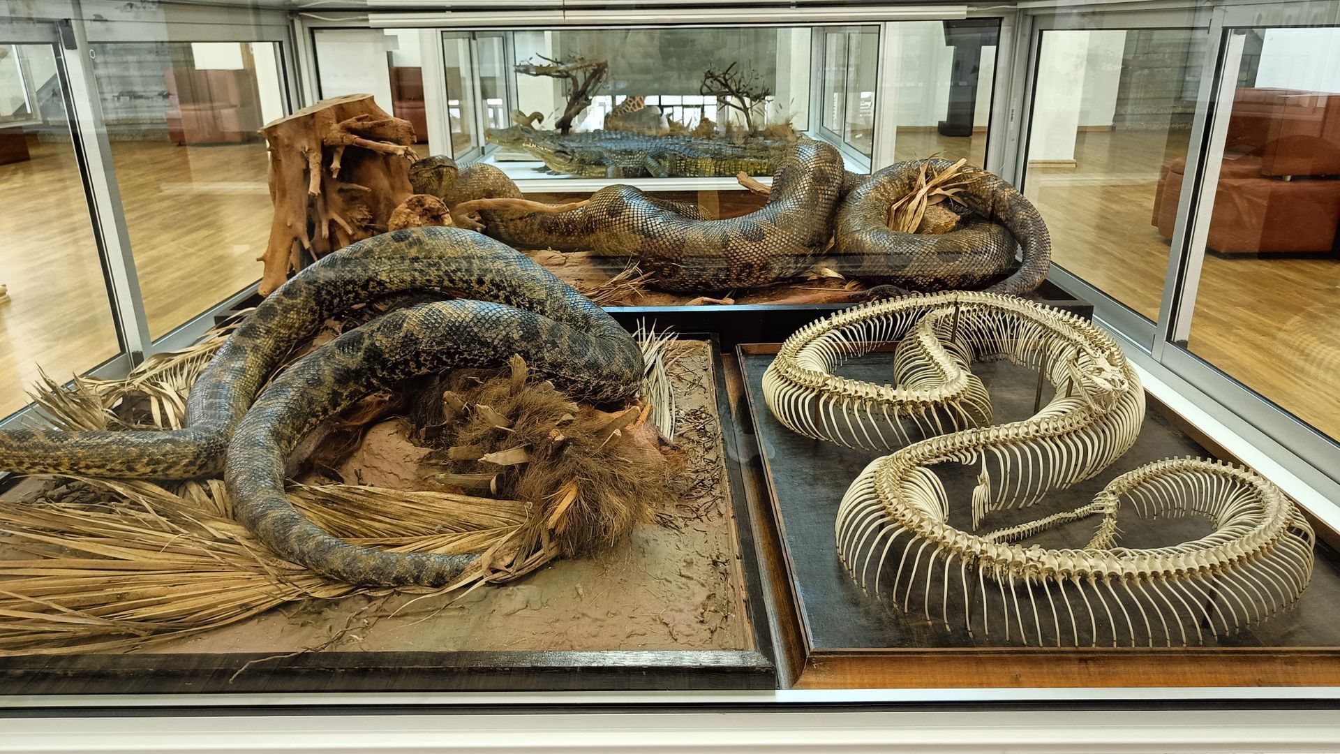 Tadas Ivanauskas Zoology Museum