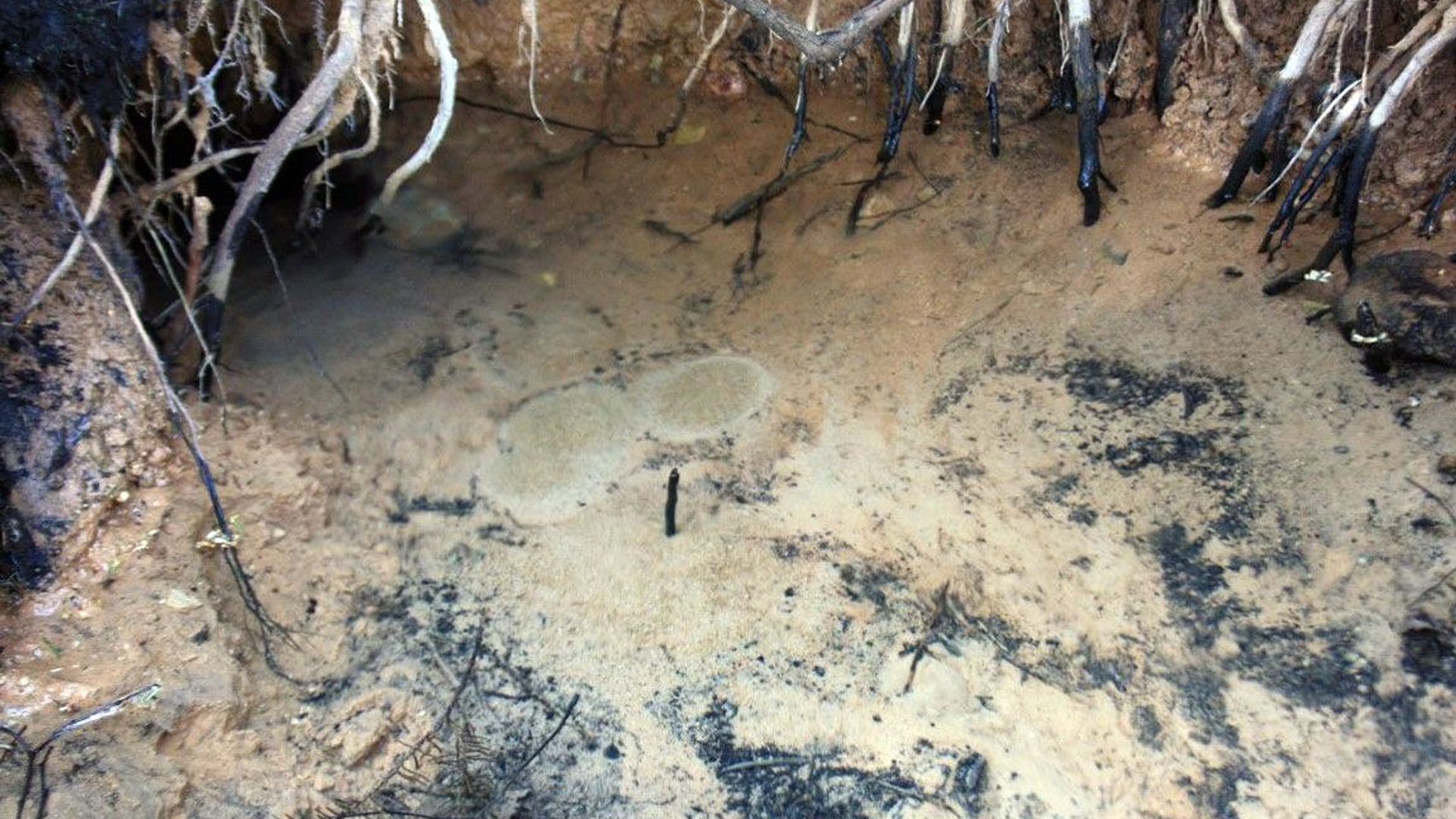 Varniškės Spring