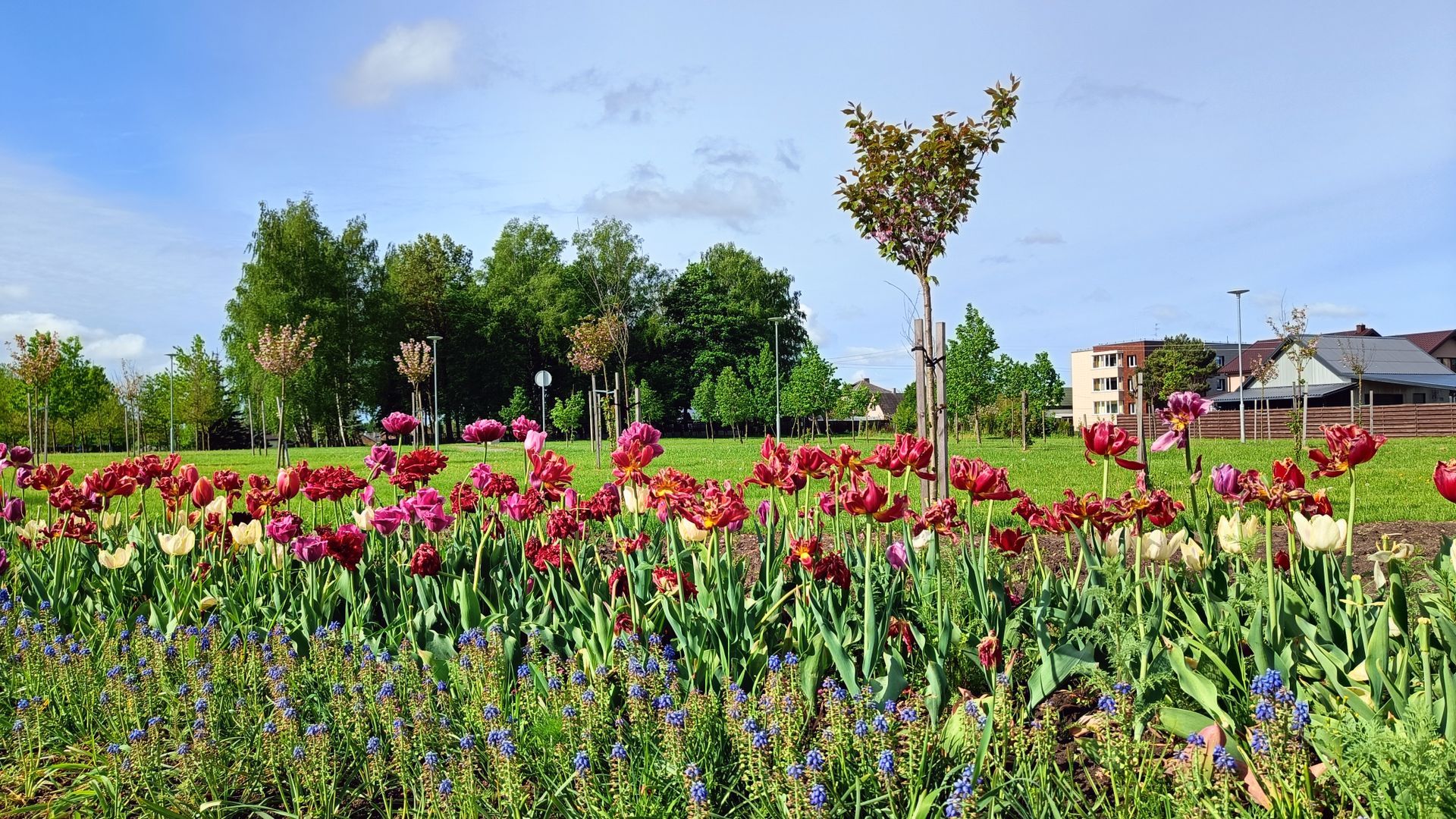 Kalvarijos sakurų parkas