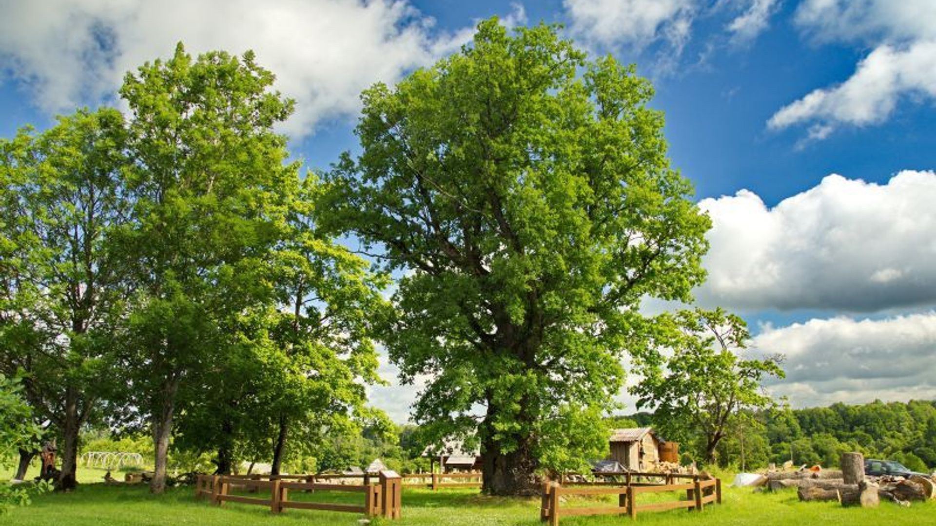 Gudlaukis Oak