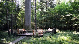 Oak of Plauginiai Forest
